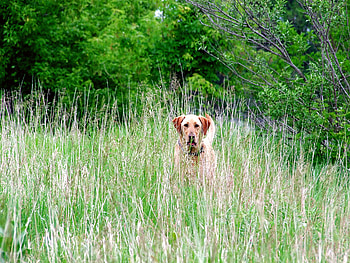 On My Way Home, dogs, lab, retreiver, yellow HD wallpaper