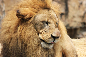 Animals, Muzzle, Lion, Predator, Mane HD wallpaper