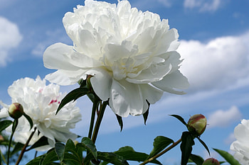 *** White peony ***, peony, white, flowers flower, nature HD wallpaper