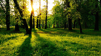 Nature, trees, , forests, nature, forest HD wallpaper