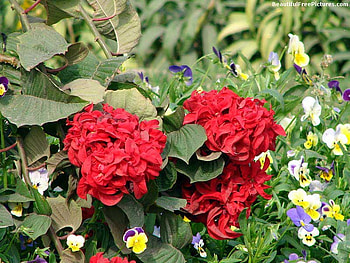 THE GARDEN, leaves, flowers, green, red HD wallpaper