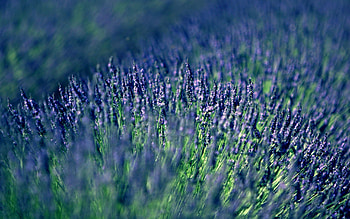 Grass, Plant, Macro, Surface HD wallpaper