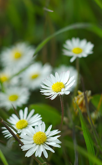 Flowers, Grass, Camomile, Petals, Chamomile, Wildflowers HD phone wallpaper