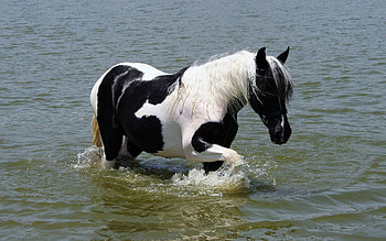 Animals, Rivers, Spotted, Spotty, Beautiful, Stroll, Horse HD wallpaper