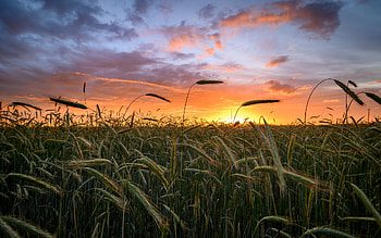 Wheat Field, nature, sunrise, field, wheat HD wallpaper