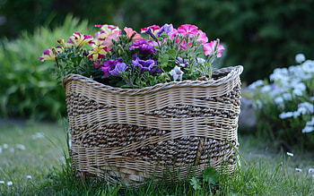Petunias, nature, pretty, flower, petunian HD wallpaper