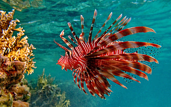 Animals, Underwater World, To Swim, Swim, Unusual, Fish HD wallpaper