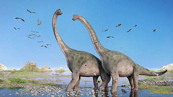 Couple, Brachiosaurus HD wallpaper