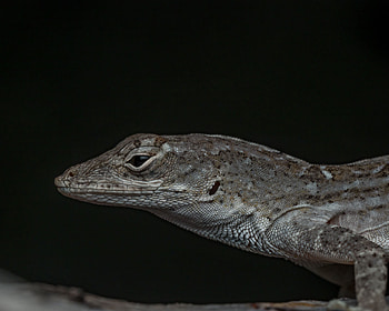 Animals, Dark, Lizard, Reptile HD wallpaper