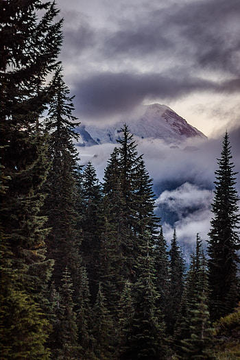 Nature, Trees, Sky, Mountains, Clouds, Fir, Spruce HD phone wallpaper