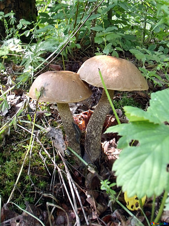 Scaber stalk mushrooms, Boletus , , Mushroom graphy HD phone wallpaper