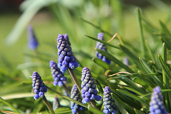 Grass, blur, blue flowers, leaves HD wallpaper