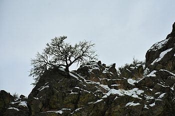 Nature, Snow, Rock, Wood, Tree HD wallpaper