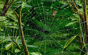 Insects, Web, Spiders HD wallpaper
