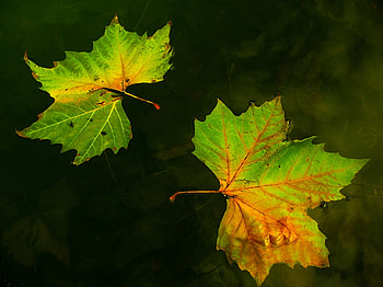 leafs, yelow, green HD wallpaper