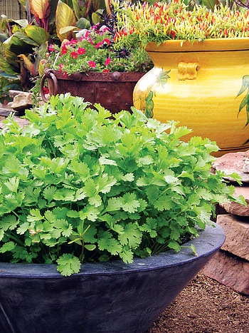 Growing cilantro, Clever guide, Indoor gardening, Cilantro cultivation HD phone wallpaper