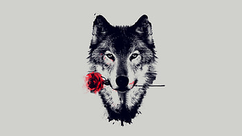 Wolf Backgrounds | | Pinterest | Wolf , and android HD wallpaper