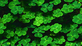 Irish Shamrock, Shamrock , St. Patrick's Day, Irish celebration HD wallpaper