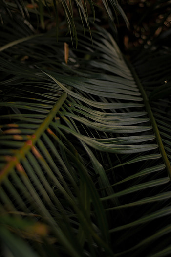 Leaves, Plant, Macro, Palm, Branches HD phone wallpaper