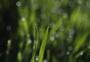 Bokeh, grass, drops, close up HD wallpaper