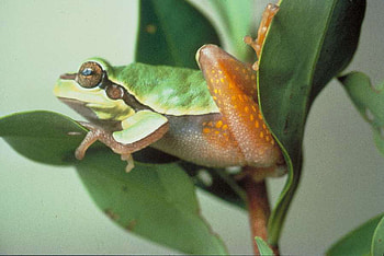 SITTING PRETTY, leaves, frog, green, tree HD wallpaper