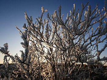 Nature, Bush, Branches, Frost, Hoarfrost HD wallpaper