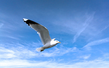 dom, blue, birds, seagull, soaring, animals, clouds, sky, beautiful HD wallpaper