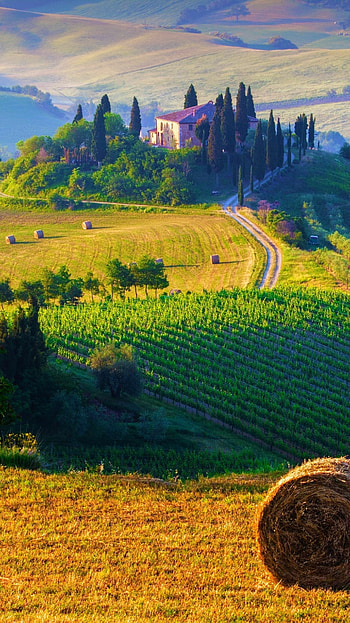 Tuscany's charm, Rolling hills, Vineyards and olive groves, Rustic beauty HD phone wallpaper