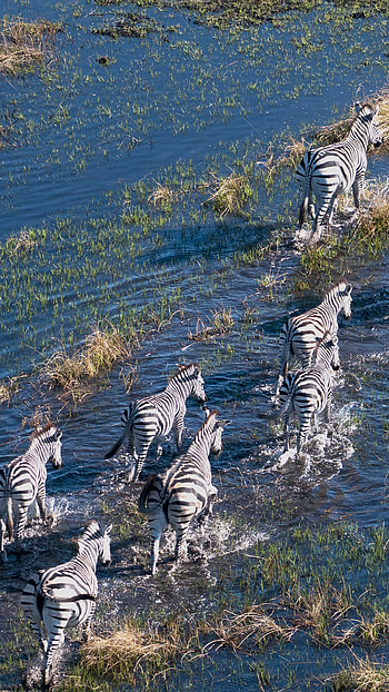 Plains zebras, Flood plain, Okavango Delta, Botswana wildlife HD phone wallpaper