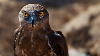 Animals, Bird, Predator, Hawk HD wallpaper