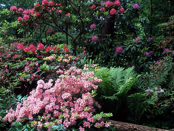 Flowers, forests HD wallpaper