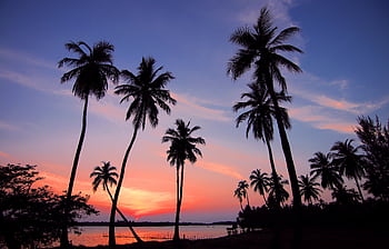 Stunning tropical sunset with silhouetted palm trees and vibrant sky colors. HD wallpaper