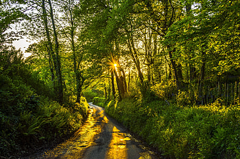 Nature, Trees, Rays, Beams, Forest, Path HD wallpaper