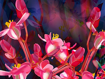 Morning Blooms, garden, flowers HD wallpaper