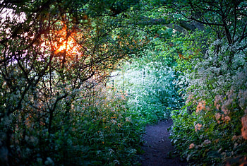 Flower Path, nature, Flower, tree, Path HD wallpaper