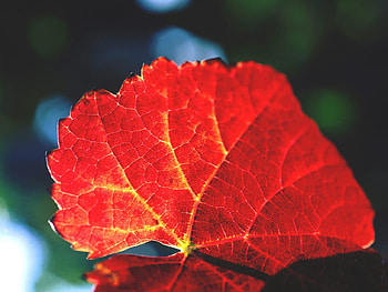 Red autumn leaf, autumn, leaf, season, red HD wallpaper