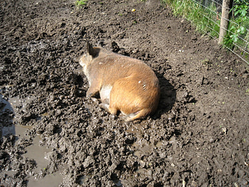 happy as a, wallow, happy, mud, pig HD wallpaper