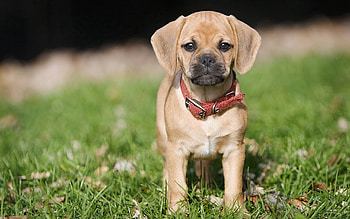 Animals, Grass, Puppy, Collar HD wallpaper