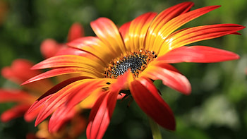 Yellow red flower macro HD wallpaper