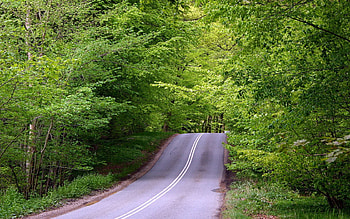 Nature, Road, Forest, Asphalt, Hill, Climb, Lift HD wallpaper