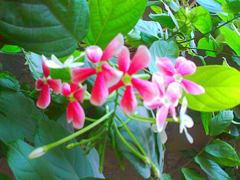 Pink flowers, pink, nature, flowers HD wallpaper
