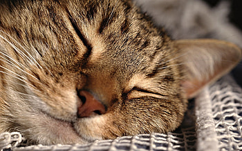 Animals, Cat, Muzzle, Close-Up, Grid, Sleep, Dream HD wallpaper
