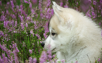 Animals, Dog, Muzzle, Puppy, Profile HD wallpaper