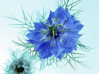 Plants, Flowers HD wallpaper