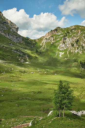 Nature, Grass, Mountains, Rocks, Vertex, Fir, Spruce, Tops HD phone wallpaper