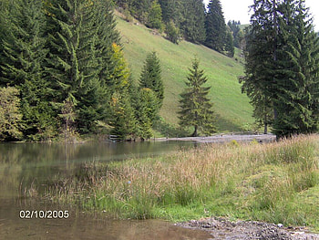 Landscape, river, green, trees, nature, water, forest, places, tree HD wallpaper