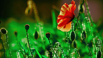 Poppy flowers, Landscape , Green foliage, Blooming beauty HD wallpaper
