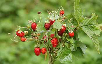 Plants, Strawberry, Berries HD wallpaper