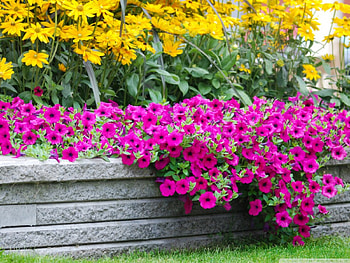 Flower Garden, garden, beautiful, flowers, nice HD wallpaper