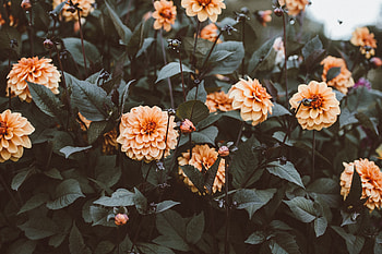 Flowers, Flower Bed, Flowerbed, Buds HD wallpaper